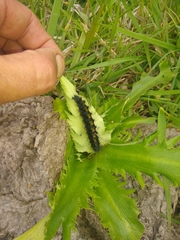 Dysschema centenaria