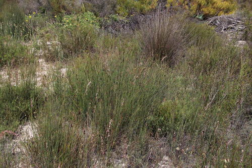Cannomois arenicola (Cannomois arenicola)