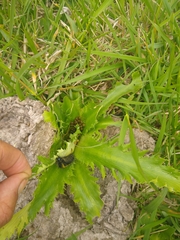 Dysschema centenaria