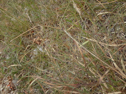 Obični žitni skakavac (Euchorthippus declivus)