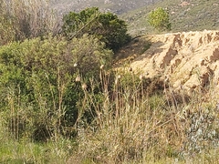 Ploceus velatus
