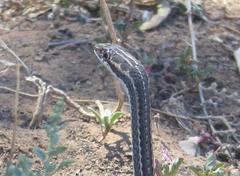 Psammophis notostictus