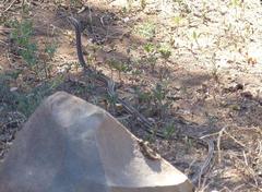 Psammophis notostictus