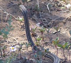 Psammophis notostictus