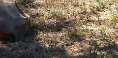 Psammophis notostictus