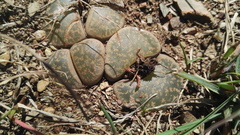 Lithops lesliei lesliei