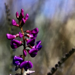 Swainsona microphylla