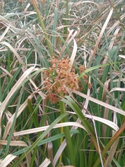 Androtrichum giganteum