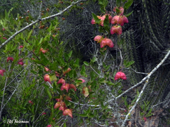 Bridgesia incisifolia