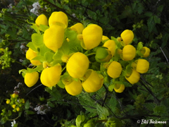 Calceolaria collina