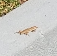 Podarcis siculus siculus