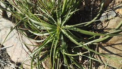 Cyperus fulgens