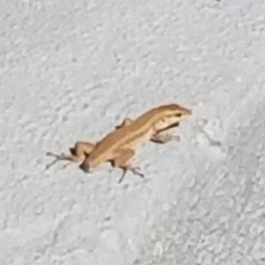 Podarcis siculus siculus