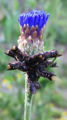Megachile leucopyga