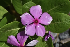 Catharanthus roseus image