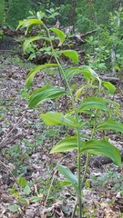 Polygonatum biflorum commutatum