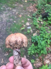 Amanita
