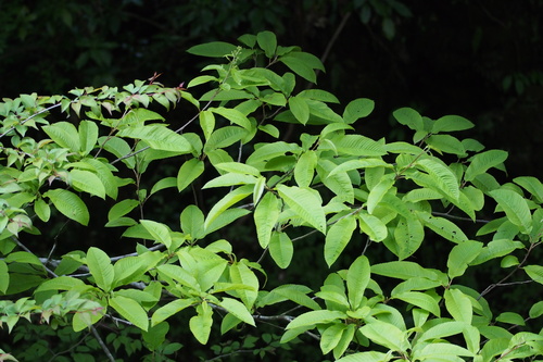 Image of Meliosma myriantha by (c) harum.koh, some rights reserved (CC BY-SA)
