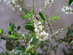 Ancylocerina
