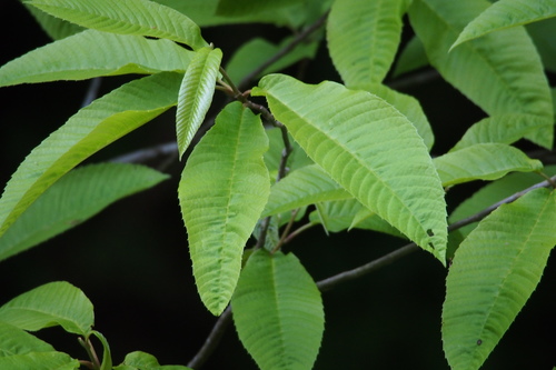 Meliosma myriantha (Meliosma myriantha)