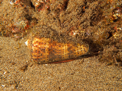 Conus canariensis