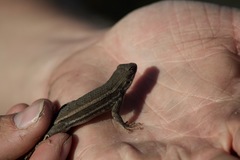 Sceloporus virgatus
