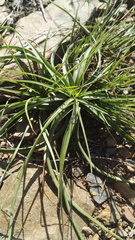 Cyperus fulgens