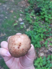 Amanita