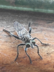 Andrenosomatini