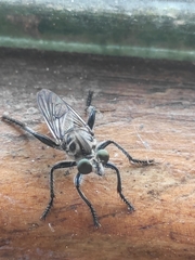 Andrenosomatini