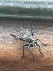 Andrenosomatini