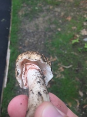 Amanita