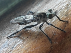 Andrenosomatini