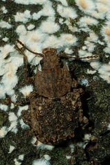 Syrphetodes marginatus