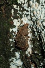 Syrphetodes marginatus