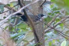 Melanotis hypoleucus