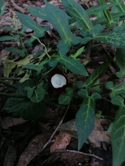 Aristolochia nelsonii