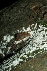 Syrphetodes marginatus