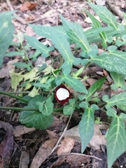 Aristolochia nelsonii