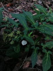 Aristolochia nelsonii