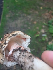 Amanita