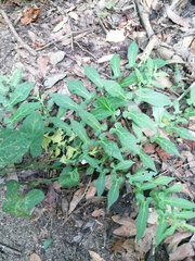 Aristolochia nelsonii