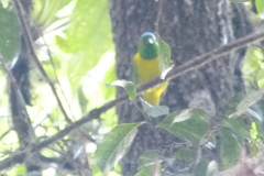 Chlorophonia occipitalis