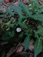 Aristolochia nelsonii