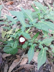 Aristolochia nelsonii