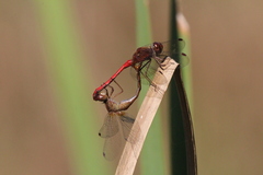 Sympetrum vicinum
