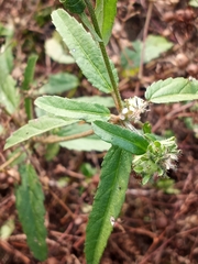 Croton glandulosus septentrionalis