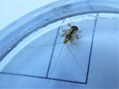 Maccaffertium mediopunctatum