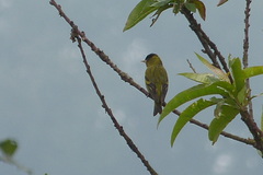 Spinus atriceps