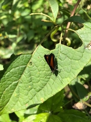 Tegosa anieta